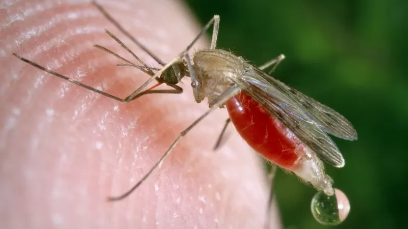 _107168597_c0093034-feeding_mosquito-spl.jpg