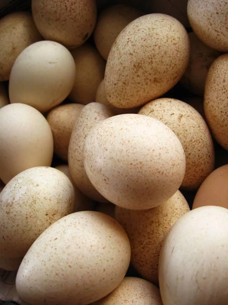 huevos-de-pavo-0e1e5a60-focus-0-0-895-573