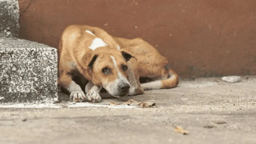 efemerides-de-hoy-dia-del-perro-sin-raza-focus-0-0-896-504